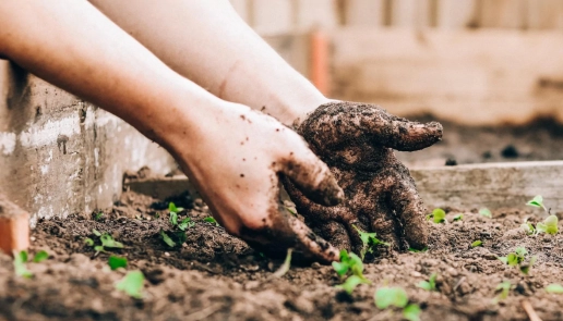 Healthy Soil - Regenerative Agriculture